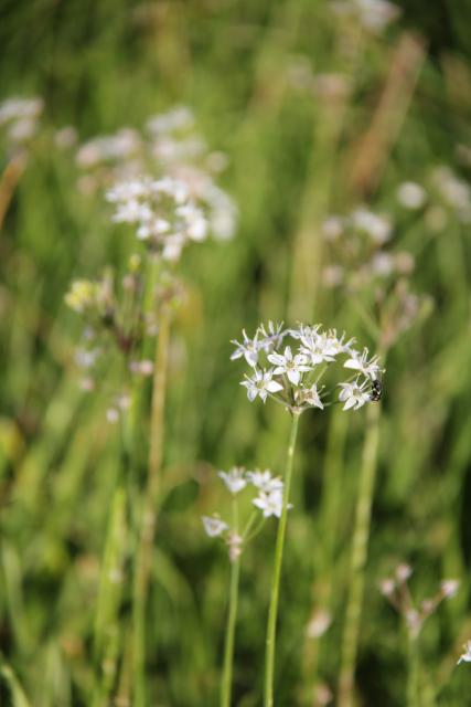 Allium tuberosum