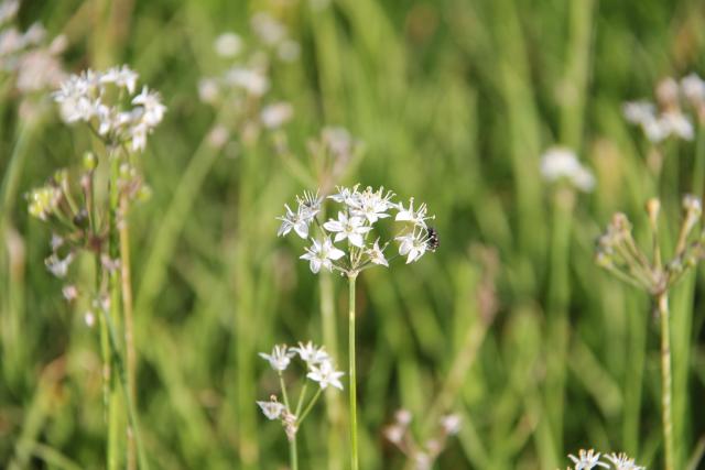 Allium tuberosum