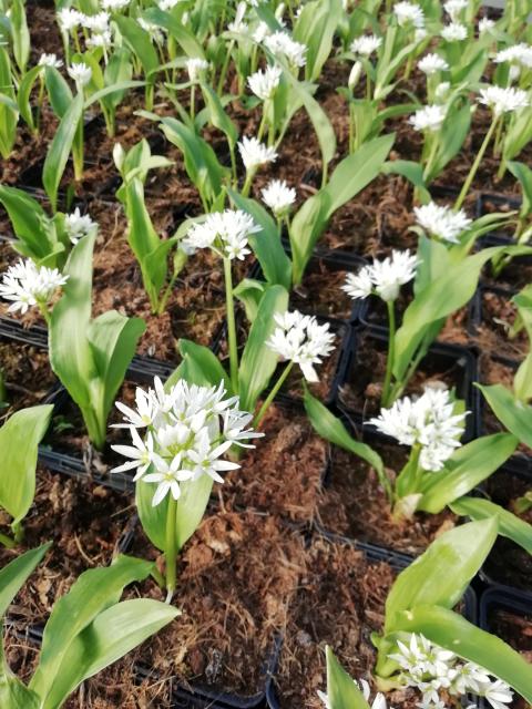 Allium ursinum