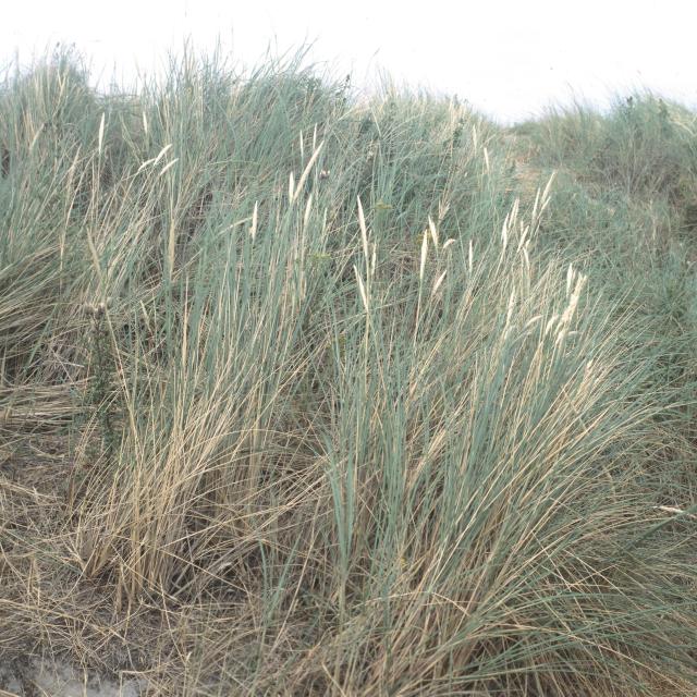 Ammophylla arenaria