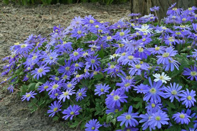 Anemone blanda 'Blue Shades'