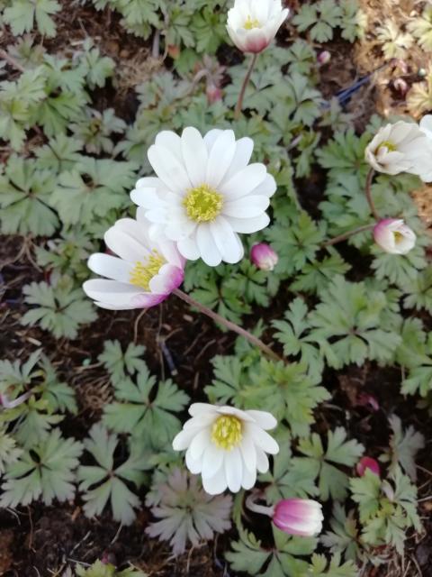 Anemone blanda 'White Splendour'