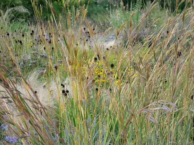 Andropogon gerardii