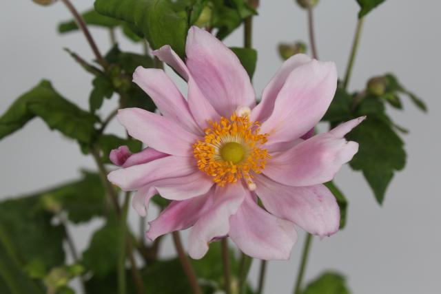 Anemone hybride (x) 'Mont-rose'