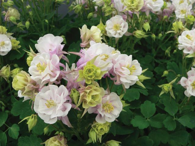 Aquilegia vulgaris 'Winky Double Rose & White'