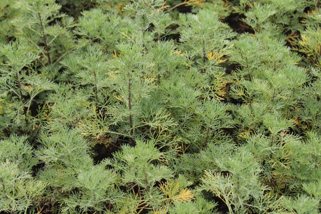 Artemisia abrotanum