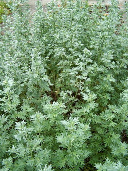 Artemisia absinthium