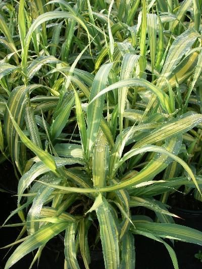 Arundo donax 'Variegata' 3l.