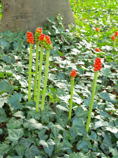 Arum italicum