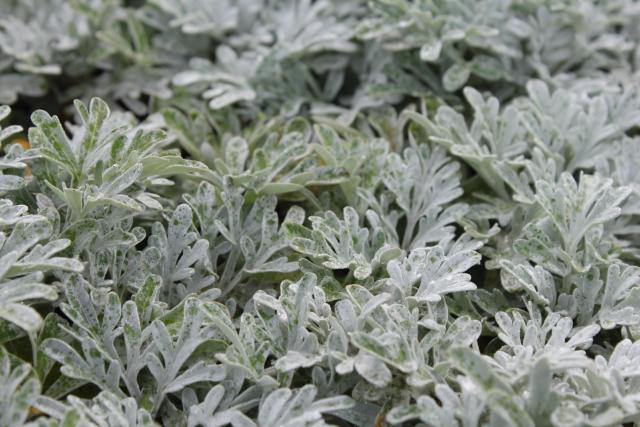 Artemisia stelleriana 'Boughton Silver' ('Mori's Form')