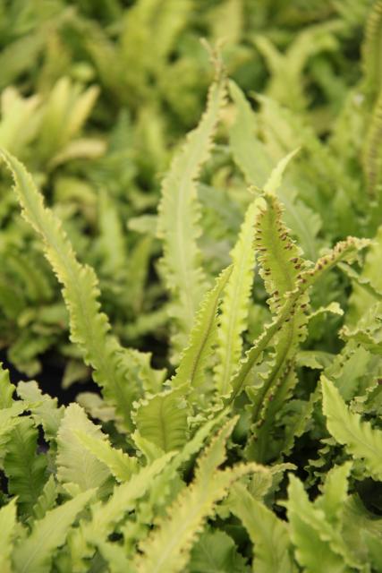 Asplenium scolopendrium 'Angustifolium'