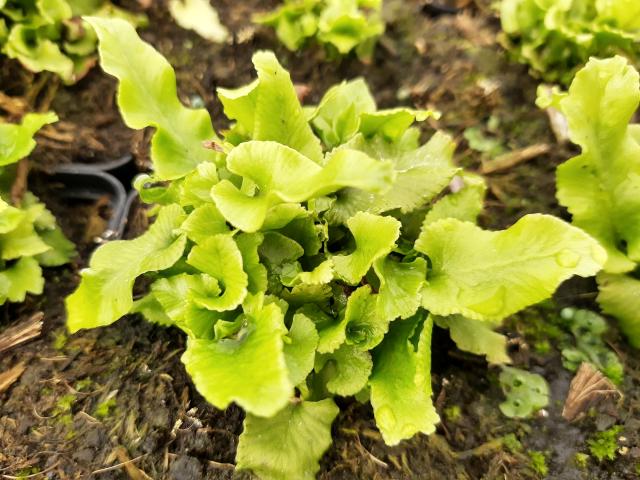 Asplenium scolopendrium 'Cristatum'