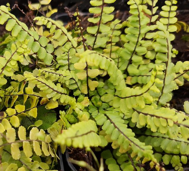 Asplenium trichomanes