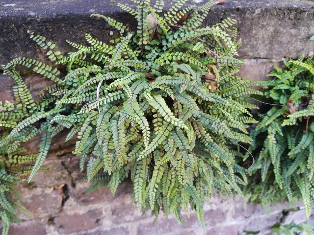 Asplenium trichomanes