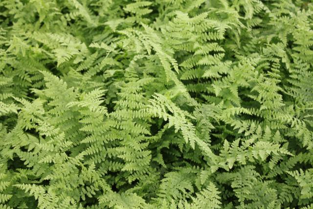 Athyrium filix-femina