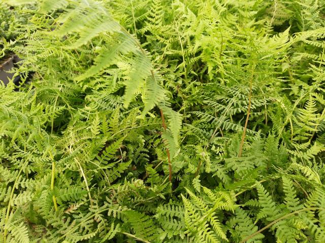 Athyrium filix-femina 'Lady in red'