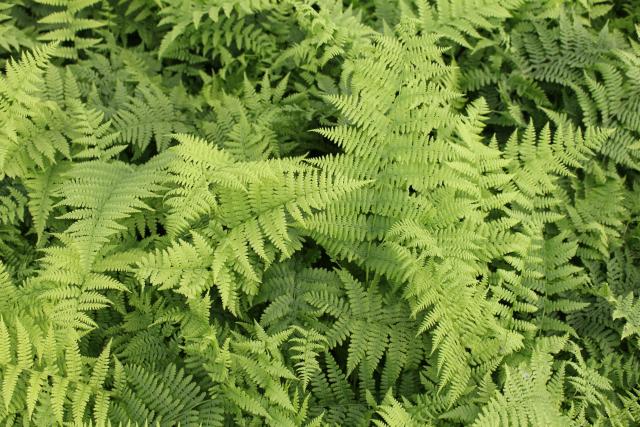 Athyrium filix-femina 'Rotstiel'