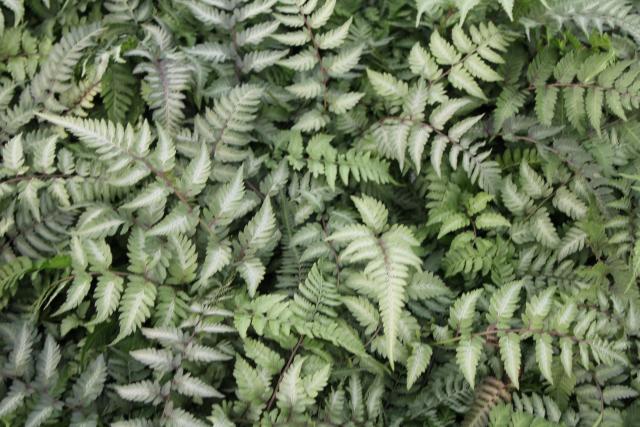 Athyrium niponicum 'Metallicum'