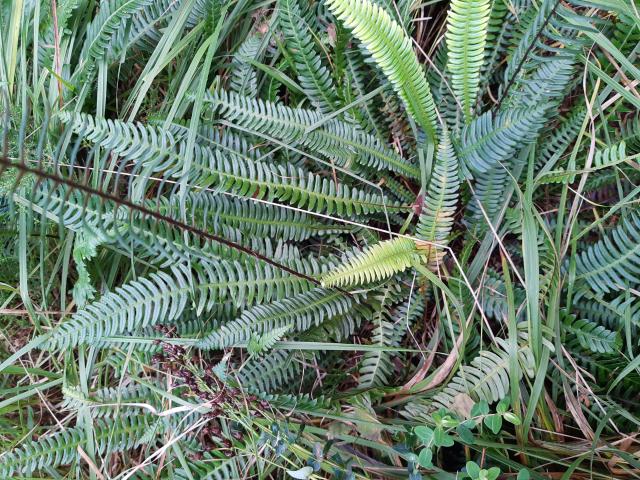 Blechnum spicant