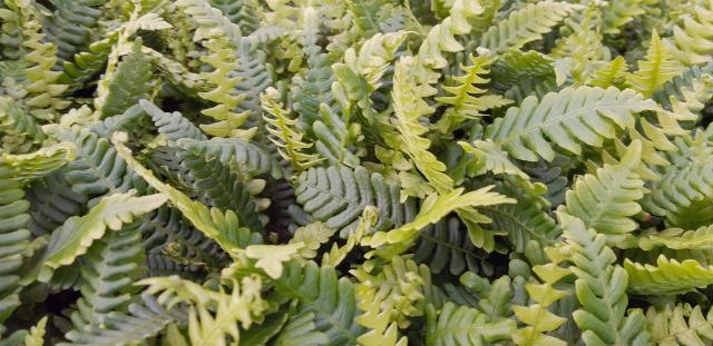 Blechnum spicant