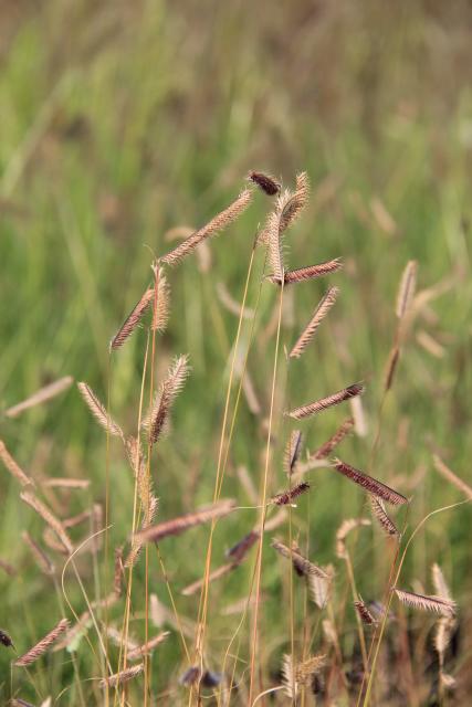 Bouteloua gracilis