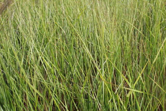 Calamagrostis acutiflora (x) 'Avalanche'