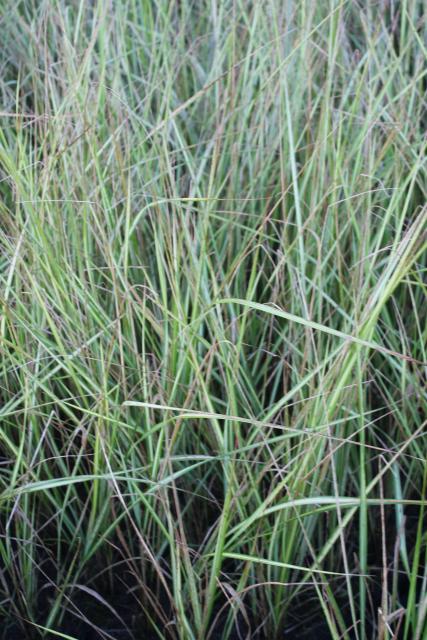 Calamagrostis acutiflora (x) 'Overdam'