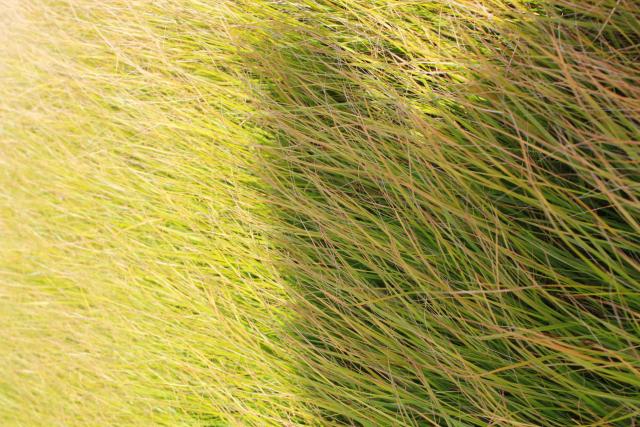 Calamagrostis arundinacea (Stipa arundinacea)