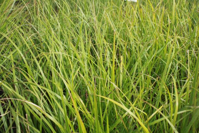 Calamagrostis acutiflora (x) 'Waldenbuch'