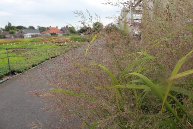 Calamagrostis brachytricha 'Mona'