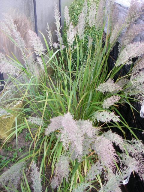 Calamagrostis brachytricha (Stipa brachytricha)