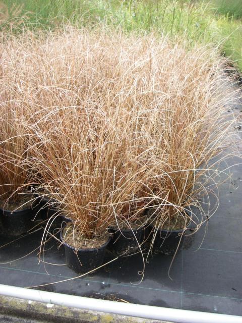 Carex buchananii 2l.