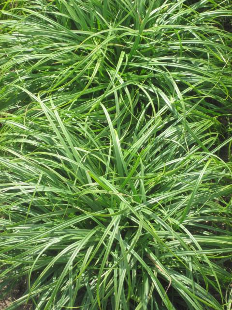 Carex caryophyllea 'The Beatles'