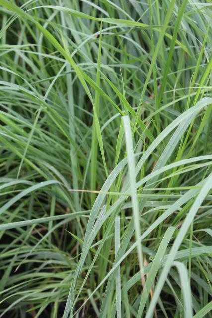 Calamagrostis epigejos