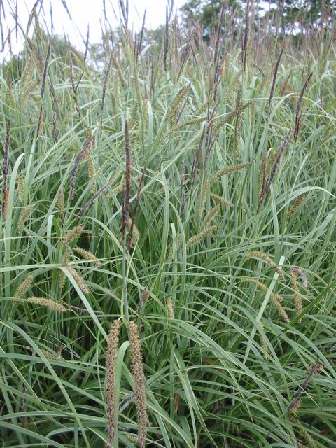 Carex flacca 'Buis'