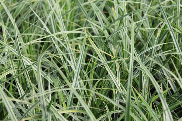 Carex morrowii 'Ice Dance'