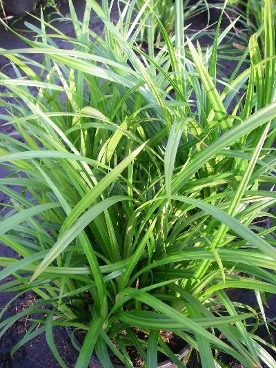 Carex morrowii 'Irish green'