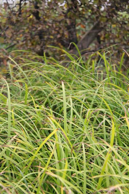 Carex grayi