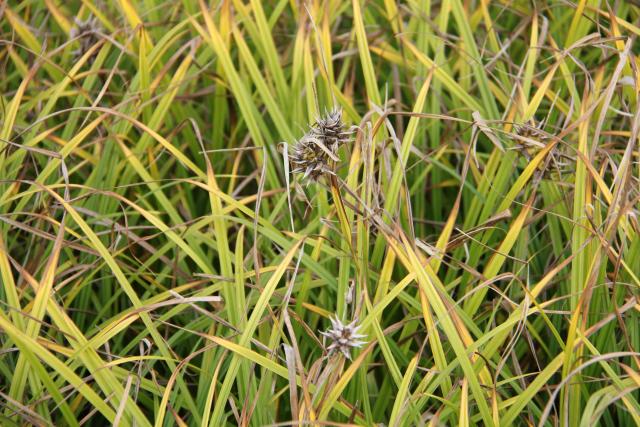 Carex grayi