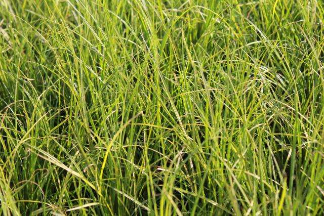 Carex howardii 'Phoenix green'