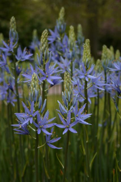 Camassia leichtlinii 'Blaue Donau' 1l.