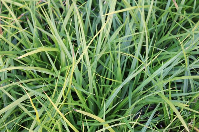 Carex  morrowii 2l.