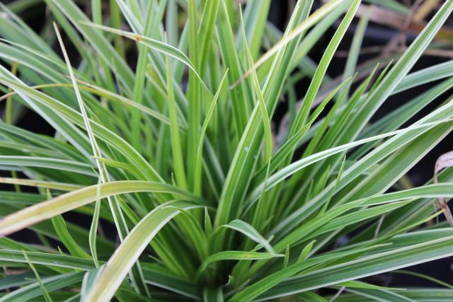 Carex morrowii 'Variegata'