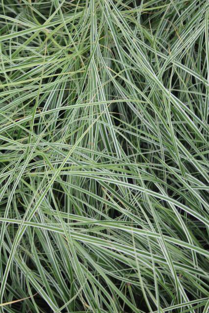 Carex oshimensis 'Everest' ('Fiwhite') PBR