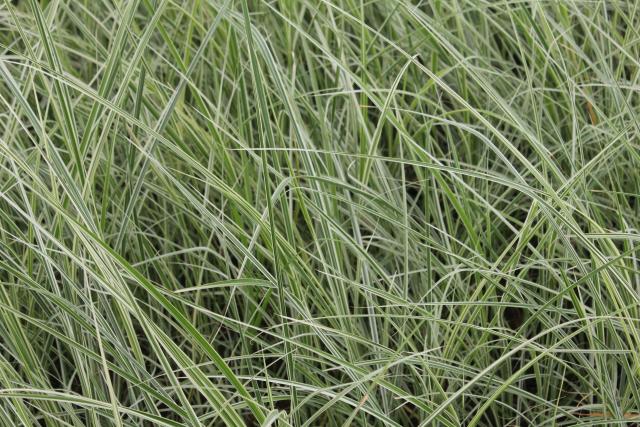 Carex oshimensis 'Everest' ('Fiwhite') PBR