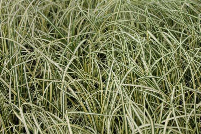 Carex oshimensis 'Evergold' 2l.