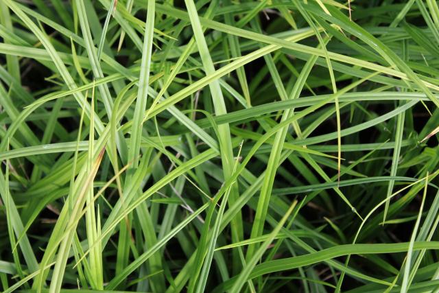 Carex oshimensis 'J.S.Greenwell' ®