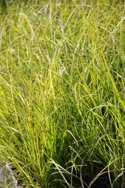 Carex  'Osaka'