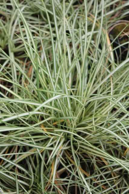 Carex ornithopoda 'Variegata'