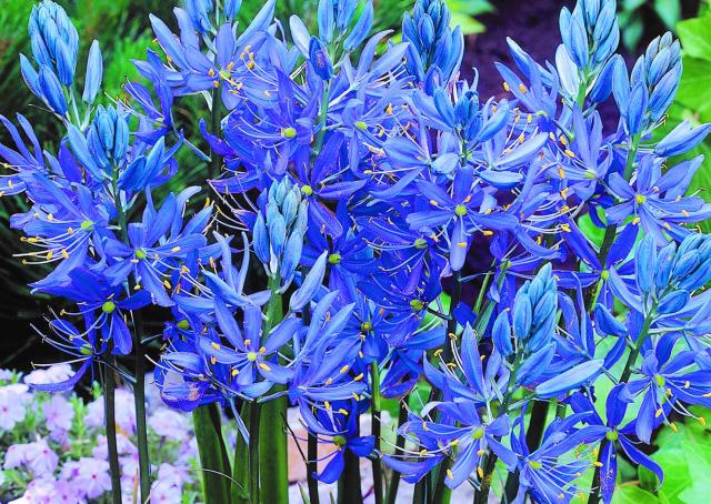 Camassia quamash ('Esculenta')